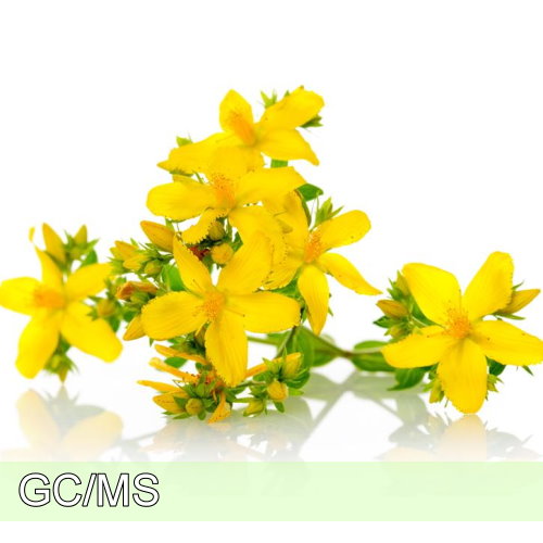 St John's Wort-聖約翰草